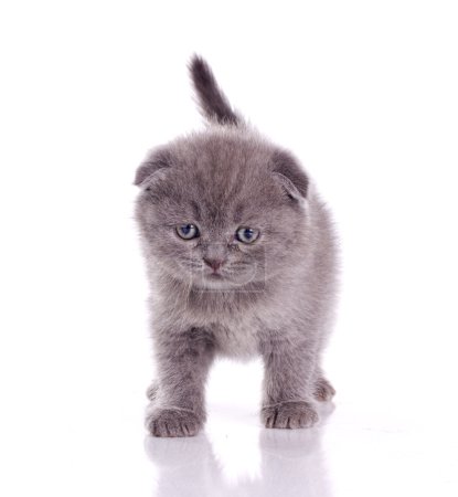 Cute grey kitten