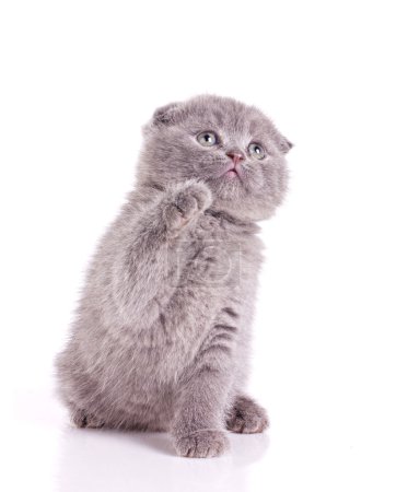 Little kitten gray british